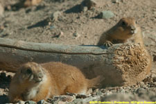 two prairie dogs
